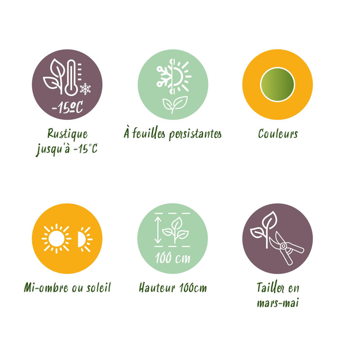 Nandina Lemon & Lime - Geel - 2 Planten - Groenblijvend - Weinig Onderhoud - Pot 17cm Hoogte 45cm