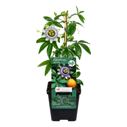Passiflora caerulea (Passionflower) 3x – P9 pot – exotic flowering climbing plant