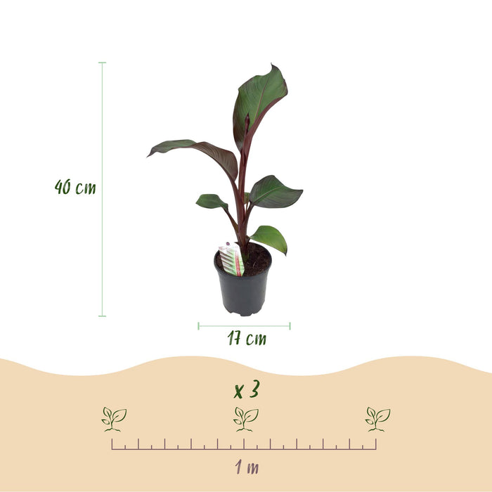 Fruitplant - Bananen plant - Ensete ventricosum Maurelli - Winterhard - 6 planten - Pot 17cm Hoogte 40cm