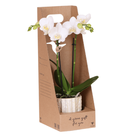 Kolibri Orchids | Witte Amabilis orchidee cadeauset - incl. giftbox, orchidee & sierpot - Ø9cm