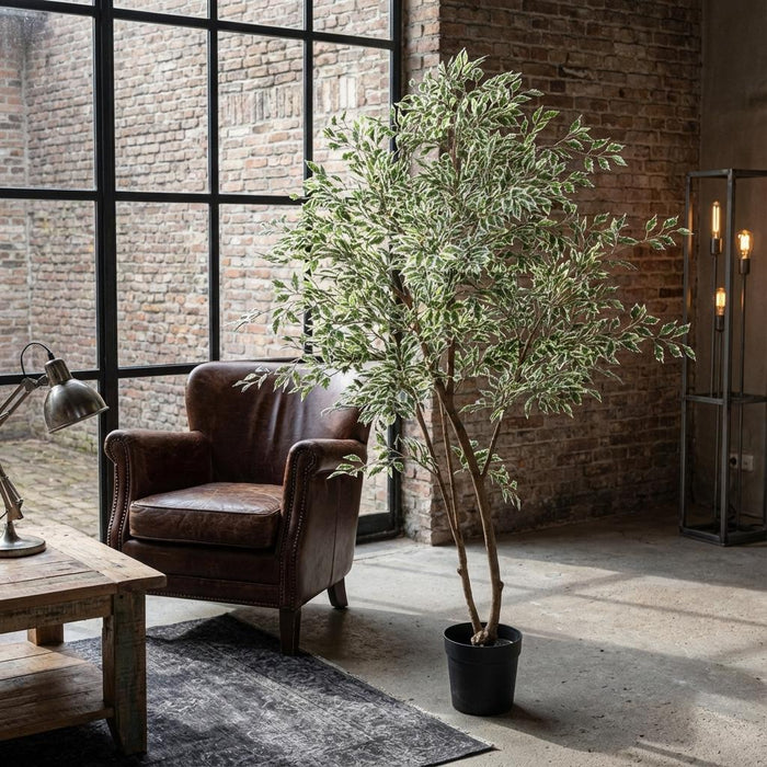 Kunstplant Ficus benjamina variegata - ↕185cm