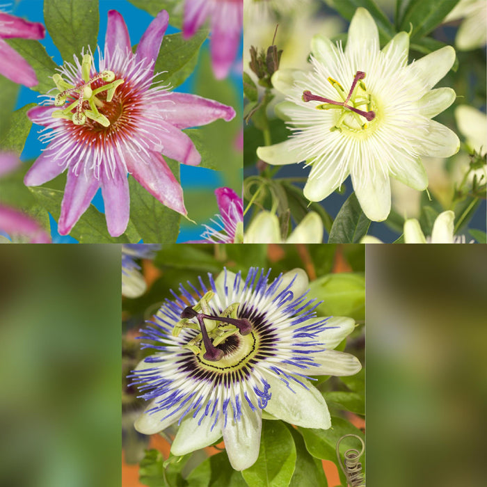 Passiflora Tricolour - Passiebloem - Bloem Roze Wit Paars - ↕40cm - Ø11cm - 3x