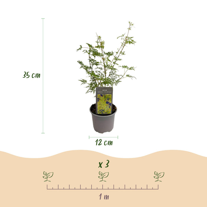 Japansk Ahorn - Acer Palmatum Emerald Lace - Grøn - ↕35cm - Ø12cm - 3x