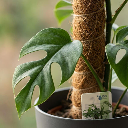 Monstera Minima Moss Pole - Roślina serowa szwajcarska - w szarej doniczce - ↕90cm - Ø19cm