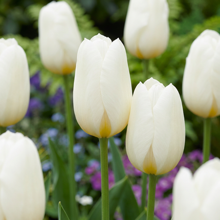 120x Tulipa Triumph White - Bloembollen - Triomftulp - Wit - Voorjaarsbloeier - Bolmaat 11/12