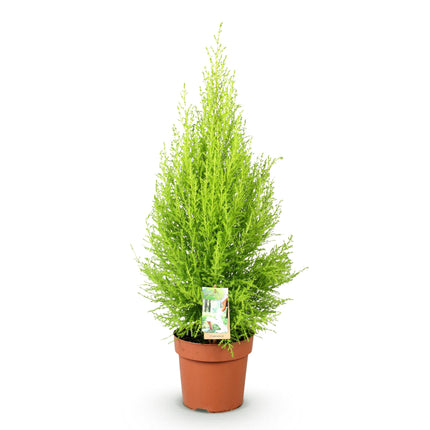 Cupressus Gold Crest Wilma - Indoor conifer - ↕85-95cm - Ø21cm