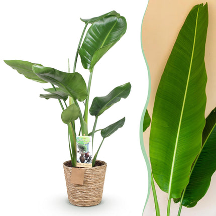 Strelitzia Nicolai - Bird of Paradise Flower - with basket - ↕70-90cm - Ø17cm