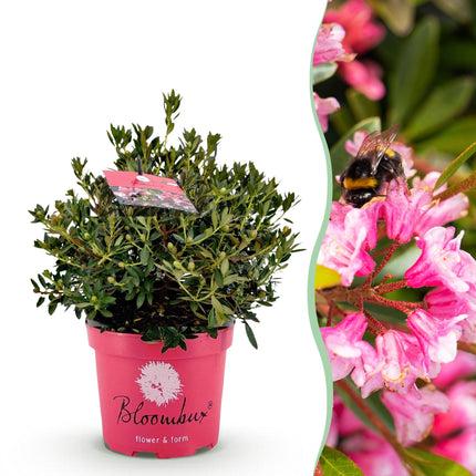 Dwerg Rhododendron - Rhododendron Bloombux Magenta - Bloeiende Buxus - Roze Bloem - ↕45-55cm - Ø23cm