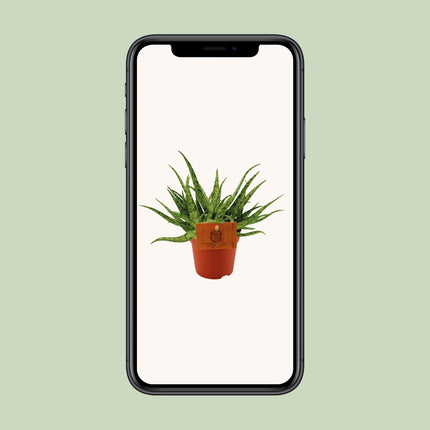 Aloe Spider - Ø10,5 ↕15