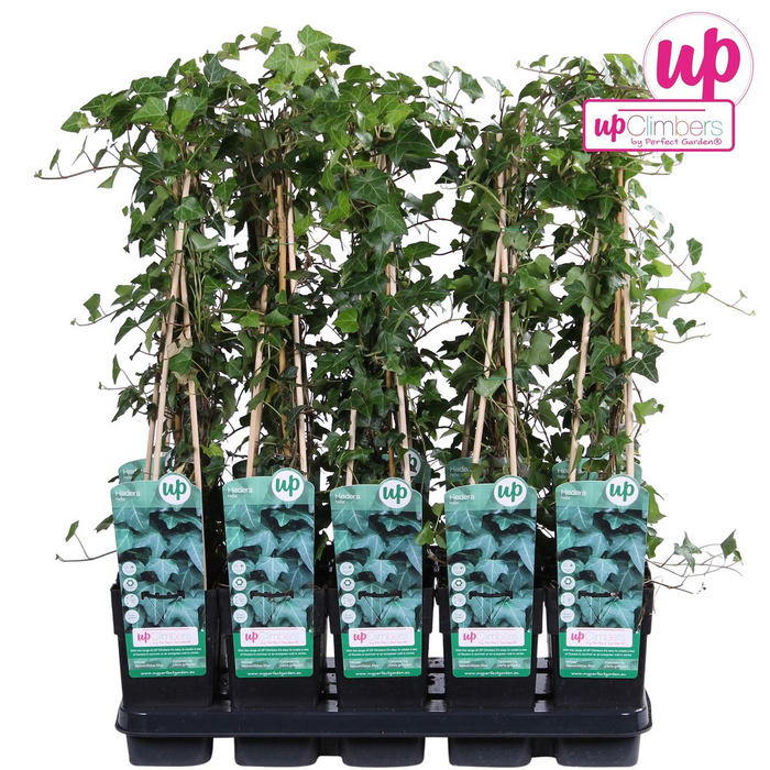 Hedera Helix - ↕65cm - Ø15cm