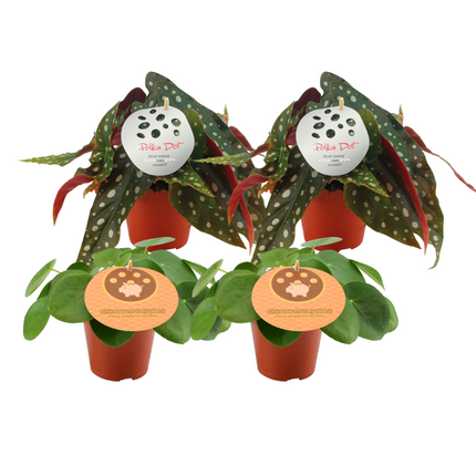 Pilea Peperomioides 2x + Begonia Maculata 2x - ↕20cm - Ø12cm - 4x
