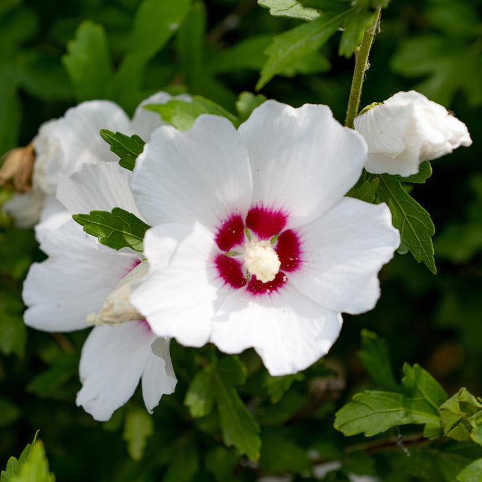 Heesters - Hibiscus syriacus Red Heart  - Bloem Wit Met Rood Hart - 1 Plant - Bladverliezend - Weinig Onderhoud - Pot 17cm Hoogte 45cm