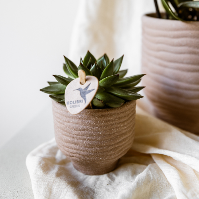 Kolibri Greens - set van 4 groene planten - groene kamerplant - Ø6cm