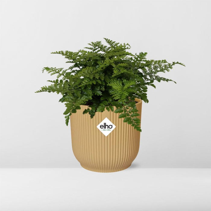 Asplenium Parvati in elho Vibes Fold Ø14cm geel