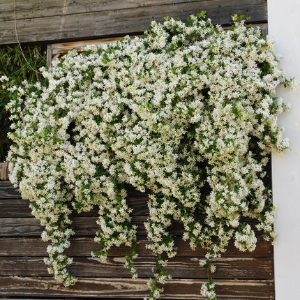 Toscaanse jasmijn - Trachelospermum jasminoides - Bloem Wit - ↕40cm - Ø11cm - 2x
