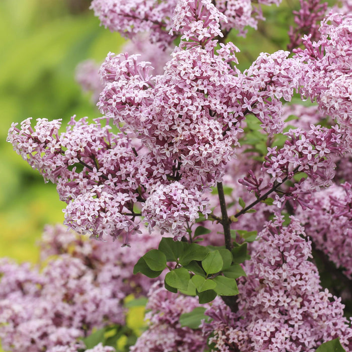 Syringa meyeri Palibin – Terrassenpflanze – Laubabwerfend – Winterhart – Lila Blüte – Topf: 19 cm, Höhe: 90 cm