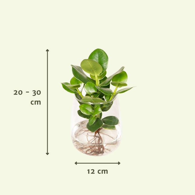 Clusia en cristal Kingston - ↕30cm - Ø12cm