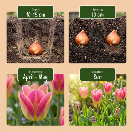 24x Tulipa Striped Crown - Bloembollen - Gestreepte Kroon Tulp - Diversen - Voorjaarsbloeier - Bolmaat 11/12