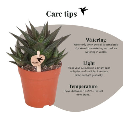 Haworthia Limifolia - vetplant - Kolibri Greens - Ø9cm