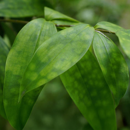 Dracaena surculosa - Drago - ↕60-70cm - Ø17cm