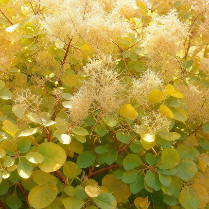 Cotinus coggygria Golden Spirit - Smoke Tree - Yellow - ↕35cm - Ø12cm - 3x