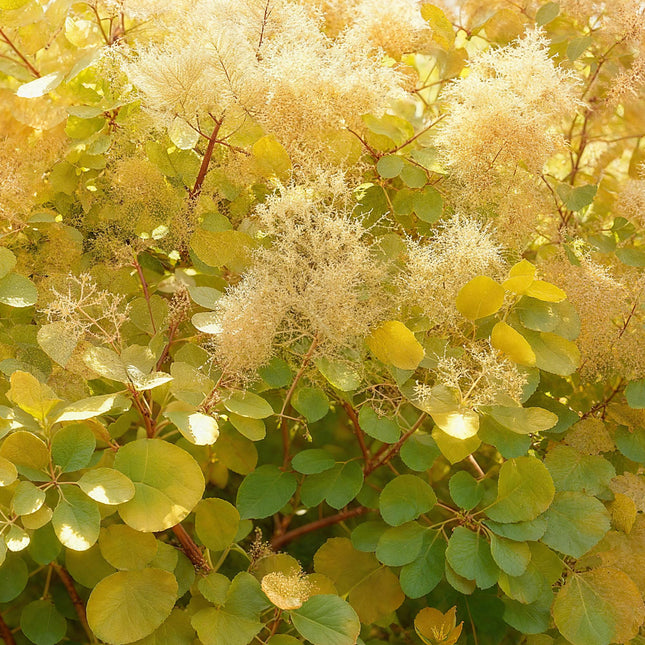 Cotinus coggygria Golden Spirit - Røgtræ - Gul - ↕35cm - Ø12cm - 3x