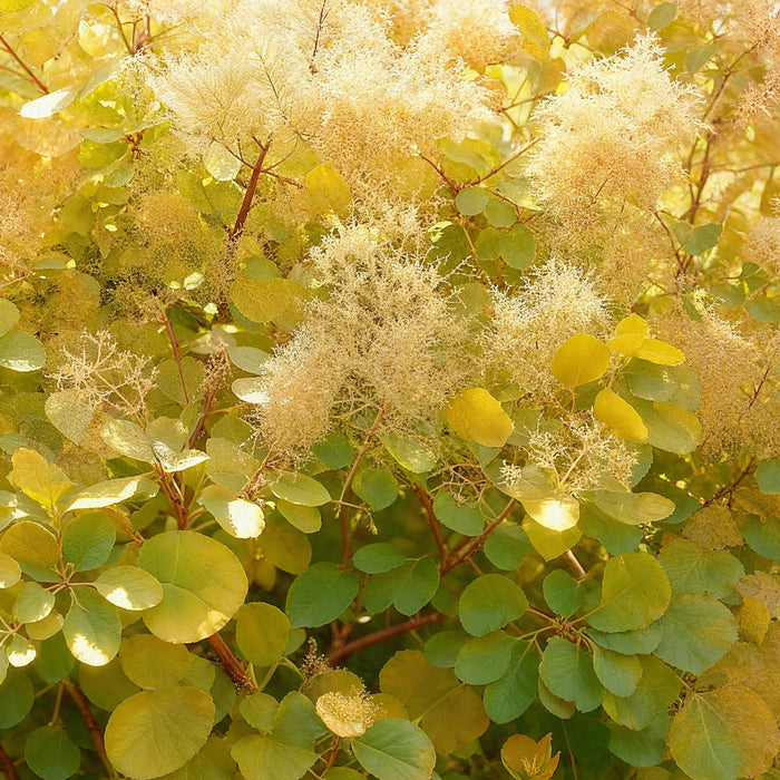 Cotinus coggygria Golden Spirit - Smoke Tree - Yellow - ↕35cm - Ø12cm - 3x