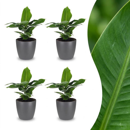 Musa Oriental Dwarf - Dwergbanaan - 4x- met Potter Grijs - Pot 12cm - Hoogte 30cm