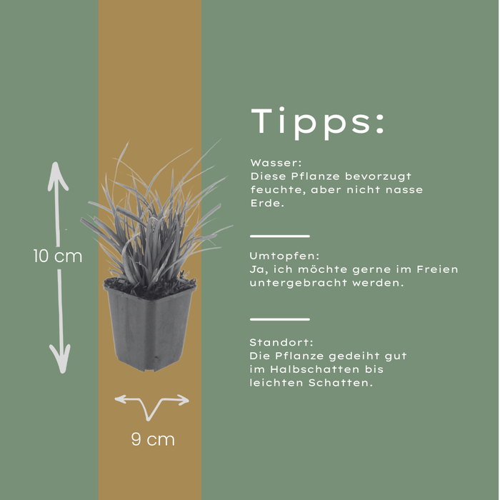 6x Carex morrowii - ↕10-25cm - Ø9cm