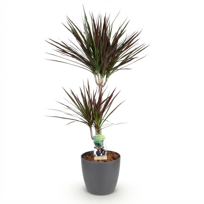 Dracaena Magenta - Drakenbloedboom - met grijze plantenpot - ↕90-100cm - Ø21cm