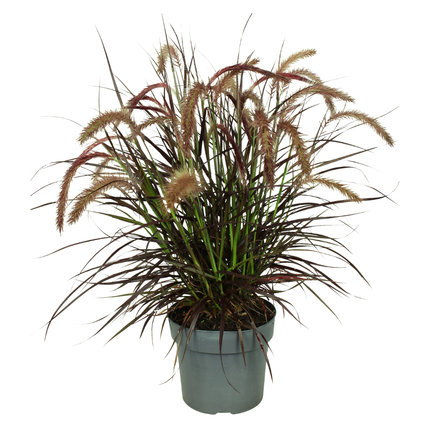 Pennisetum 'Tiny Tails' - Herbe aux écouvillons - ↕40-50cm - Ø19cm - 2x