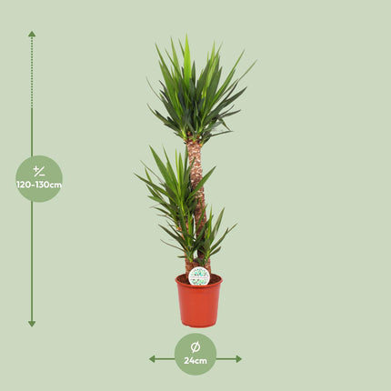 Yucca Elephantipes - ↕125cm - Ø24cm