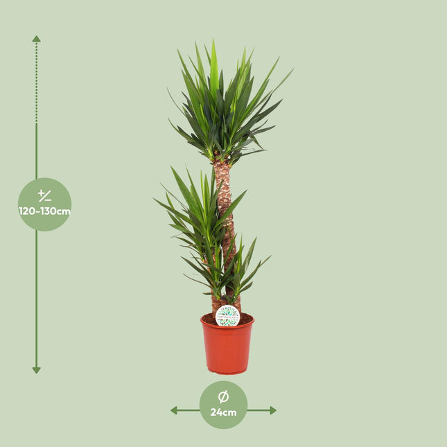 Yucca elephantipes - ↕125cm - Ø24cm