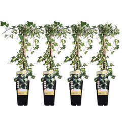 Collection image for: Piante da appendere per esterni