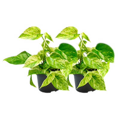 Epipremnum Marble Queen - Ø15cm - Ø12cm - 2x