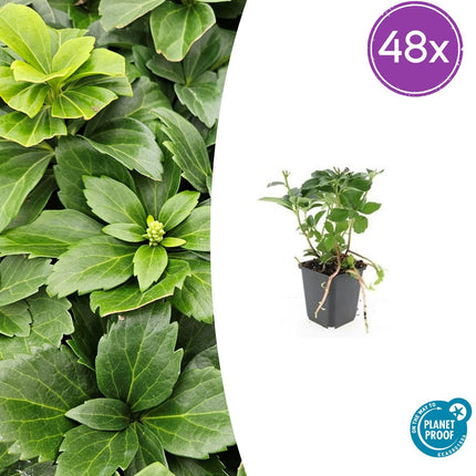 Pachysandra terminalis - ↕10-25cm - Ø9cm - 48x
