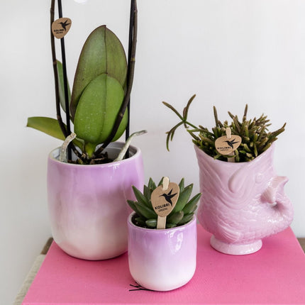 Kolibri Greens | Plantenset Gradience Gemengd - 3 Succulenten & 1 Stapelia Leendertziae