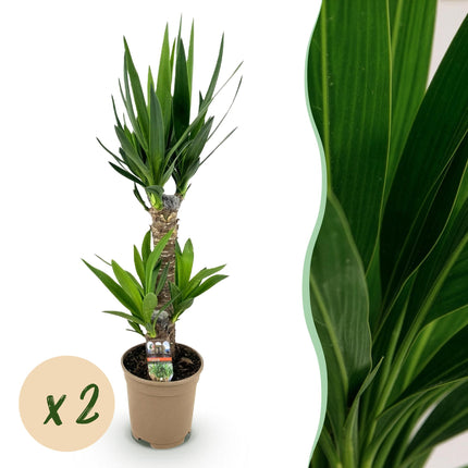 Yucca Elephantipes - ↕75cm - Ø17cm - 2x
