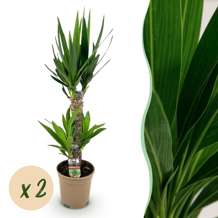 Yucca Elephantipes - ↕75cm - Ø17cm - 2x