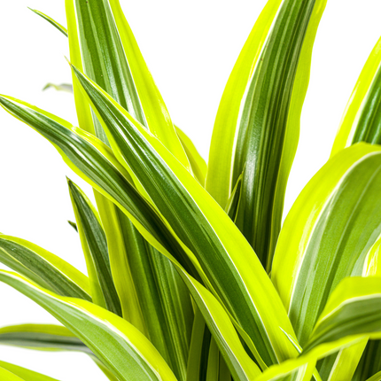 Dracaena Deremensis Lemon Lime met mand - ↕90-110cm - Ø21cm