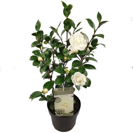 Camellia Japopnica 'Nuccio's Gem' - ↕65cm - Ø19cm