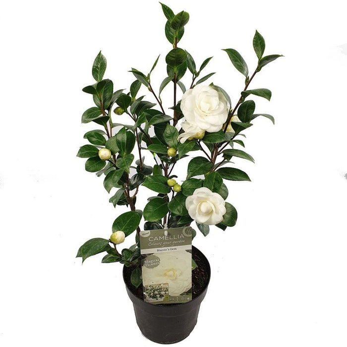 Camellia Japopnica 'Nuccio's Gem' - ↕65cm - Ø19cm