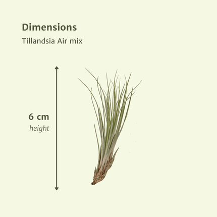 Tillandsia Air mix - Air plants - 10x - Ø6cm
