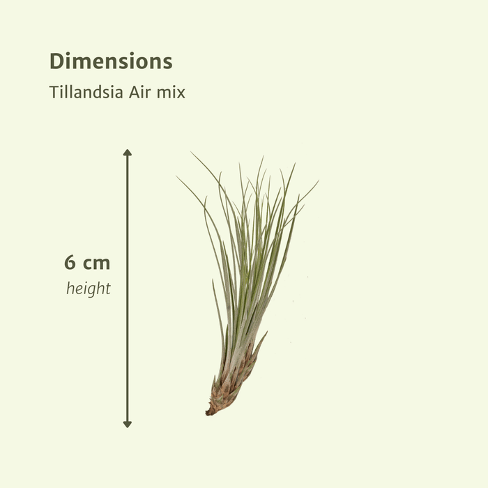Tillandsia Air mix - 10 stuks - 6 cm - ø6 | Luchtplantjes