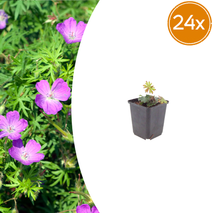 Geranium sanguineum - Crane rosso - ↕10-25cm - Ø9cm - 24x