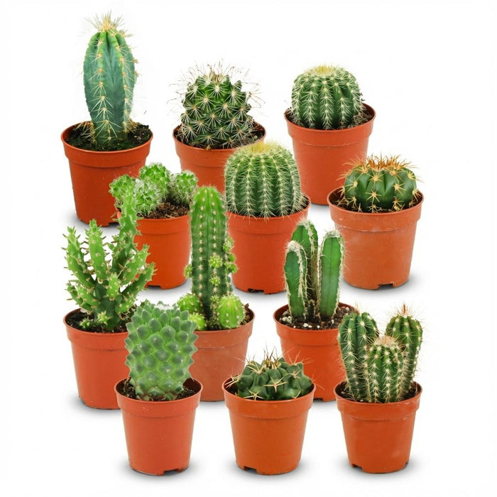 Mini Cactus Set - ↕5-10cm - Ø5,5cm - 12x