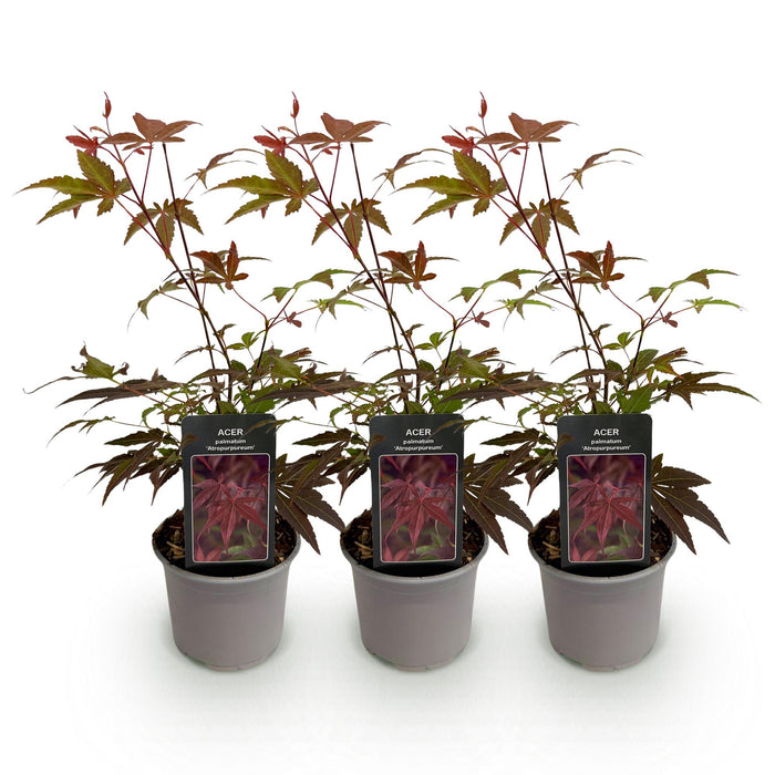 Acer palmatum Atropurpureum - Violet - Pot de 12 cm, Hauteur 35 cm - Lot de 3