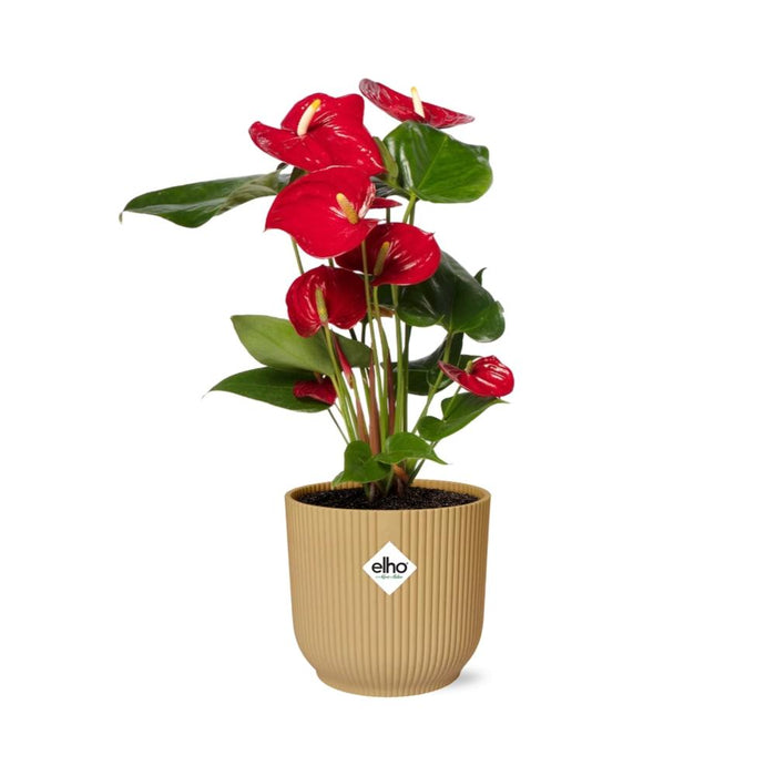 Anthurium Red Ø12cm -  in gele elho Vibes Fold Ø14cm