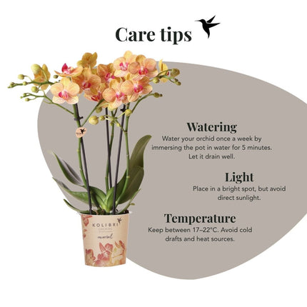 Kolibri Orchids | Combi Deal - 4 Oranje Phalaenopsis Orchideeën Mineral Jamaica - Ø9 cm