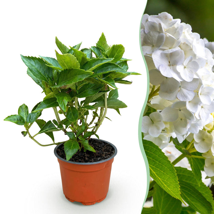Hydrangea macrophylla Hvid - Hortensia - Hårdfør - Hvid - 1 Plante - Potte 12cm - Højde 20-30cm